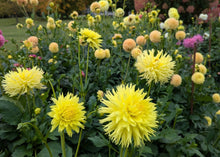 Load image into Gallery viewer, Van Isle Citronella Dahlia Tuber - VICITR
