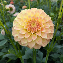 Load image into Gallery viewer, Bracken Sarah Dahlia Tuber - BRKSR
