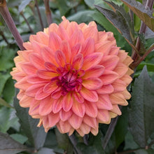 Load image into Gallery viewer, Orange Pekoe Dahlia Tuber - OPK
