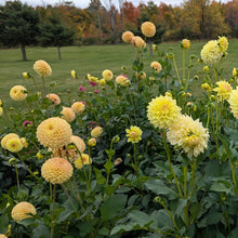 Load image into Gallery viewer, Van Isle Mary Dahlia Tuber - VIMRY
