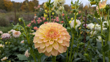 Load image into Gallery viewer, Bracken Sarah Dahlia Tuber - BRKSR
