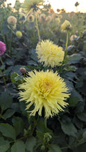 Load image into Gallery viewer, Van Isle Citronella Dahlia Tuber - VICTR
