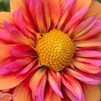 Load image into Gallery viewer, Orange Hype Dahlia Tuber - OHP (LIMIT 1)
