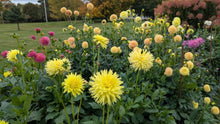 Load image into Gallery viewer, Van Isle Citronella Dahlia Tuber - VICTR
