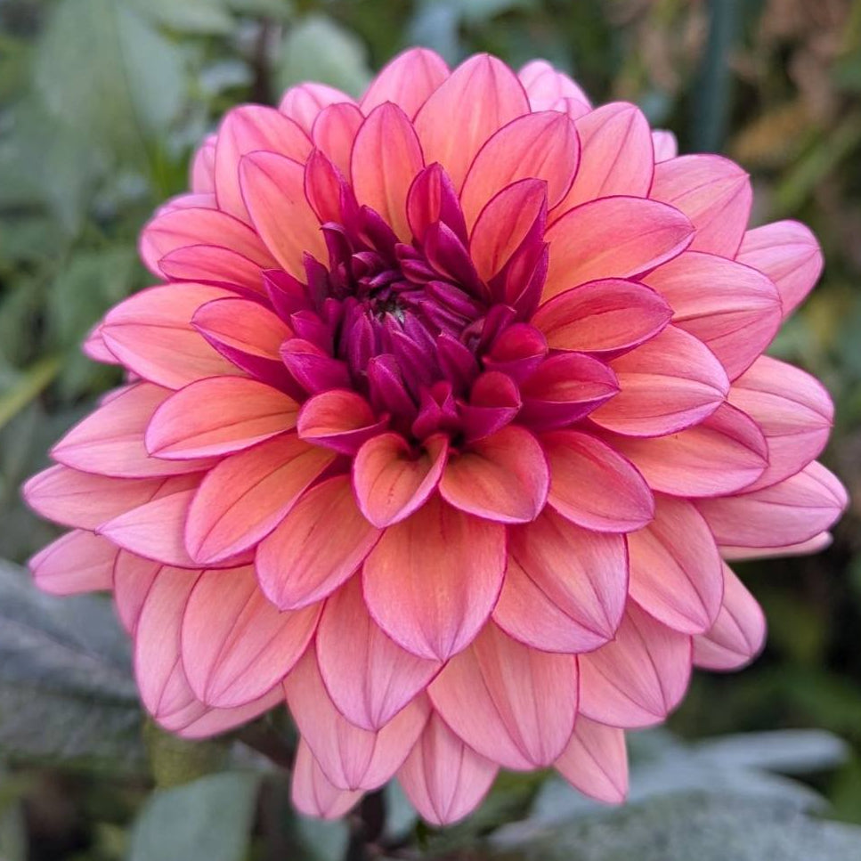 Mlrv Molly Raven Dahlia Tuber - MLRV – Deva's Gardens