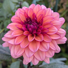 Load image into Gallery viewer, Molly Raven Dahlia Tuber - MLRV
