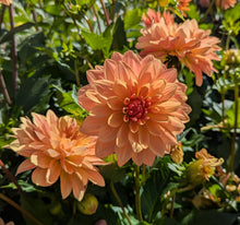 Load image into Gallery viewer, WD Millie Dahlia Tuber - WDML (5 PACK)
