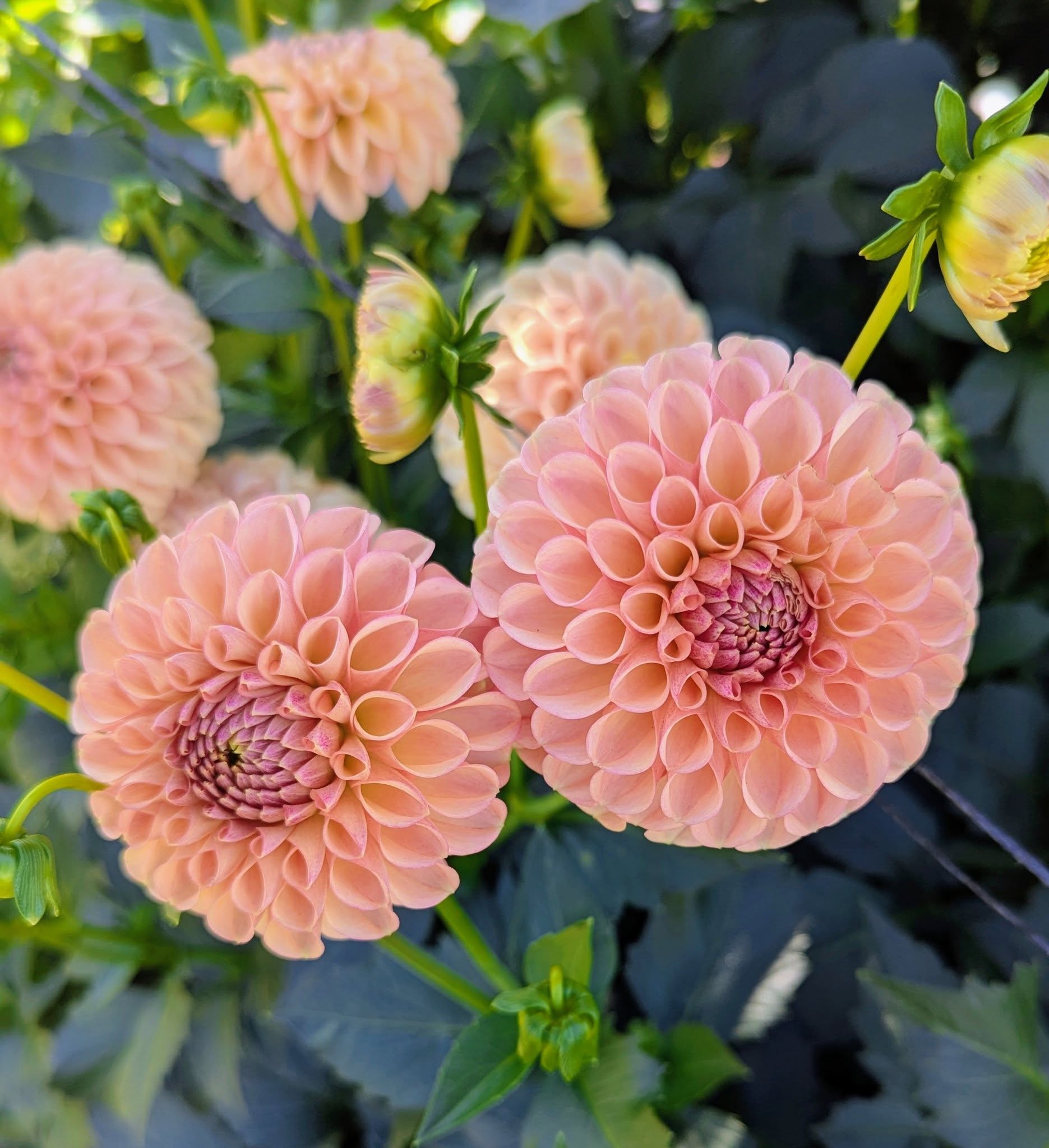 Van Isle Erika Dahlia Tuber - VIERK (LIMIT 1) – Deva's Gardens