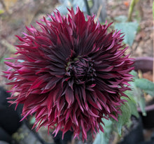 Load image into Gallery viewer, Van Isle Mayne Dahlia Tuber - VIMYN
