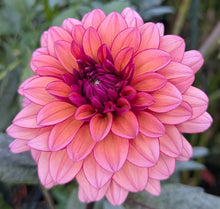 Load image into Gallery viewer, Molly Raven Dahlia Tuber - MLRV
