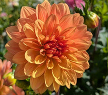Load image into Gallery viewer, WD Millie Dahlia Tuber - WDML (5 PACK)
