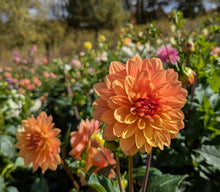 Load image into Gallery viewer, WD Millie Dahlia Tuber - WDML (5 PACK)
