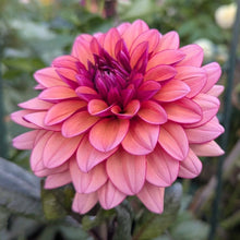 Load image into Gallery viewer, Molly Raven Dahlia Tuber - MLRV
