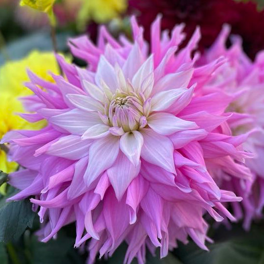 Sir Alf Ramsay Dahlia Tuber