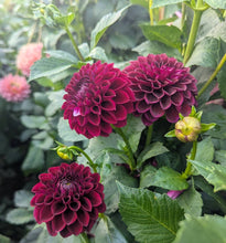 Load image into Gallery viewer, Ferncliff Ebony Dahlia Tuber - FCEB
