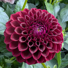 Load image into Gallery viewer, Ferncliff Ebony Dahlia Tuber - FCEB

