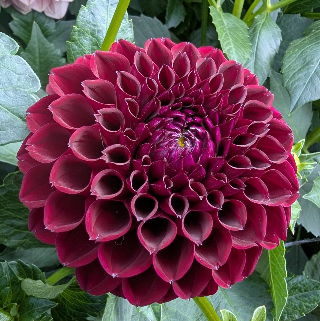 Ferncliff Ebony Dahlia Tuber - FCEB