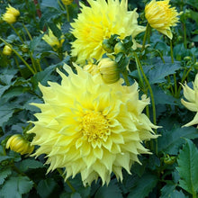 Load image into Gallery viewer, Big Guy Slice Dahlia Tuber - BGSL
