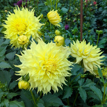 Load image into Gallery viewer, Big Guy Slice Dahlia Tuber - BGSL
