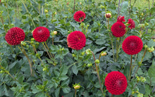 Load image into Gallery viewer, Van Isle Ruby Slippers Dahlia Tuber - VIRSL
