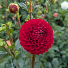 Load image into Gallery viewer, Van Isle Ruby Slippers Dahlia Tuber - VIRSL
