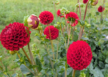 Load image into Gallery viewer, Van Isle Ruby Slippers Dahlia Tuber - VIRSL
