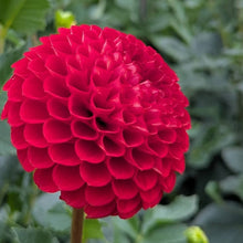 Load image into Gallery viewer, Van Isle Ruby Slippers Dahlia Tuber - VIRSL
