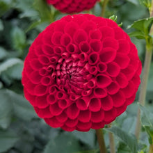 Load image into Gallery viewer, Van Isle Ruby Slippers Dahlia Tuber - VIRSL
