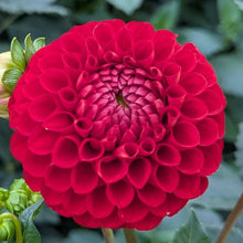 Load image into Gallery viewer, Van Isle Ruby Slippers Dahlia Tuber - VIRSL
