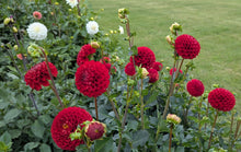 Load image into Gallery viewer, Van Isle Ruby Slippers Dahlia Tuber - VIRSL
