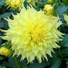 Load image into Gallery viewer, Big Guy Slice Dahlia Tuber - BGSL
