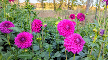 Load image into Gallery viewer, GG Kalinda Dahlia Tuber - GGK
