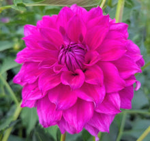 Load image into Gallery viewer, GG Kalinda Dahlia Tuber - GGK
