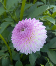 Load image into Gallery viewer, Westerton Ella Grace Dahlia Tuber - WEGR (LIMIT 1)
