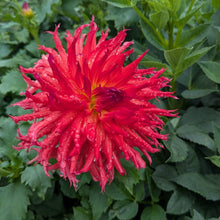 Load image into Gallery viewer, CB Fire Dahlia Tuber - CBFR

