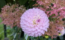 Load image into Gallery viewer, Van Isle Victoria Dahlia Tuber - VIVIC (LIMIT 1)
