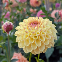 Load image into Gallery viewer, Ferncliff Fiesta Dahlia Tuber - FCFI
