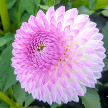 Load image into Gallery viewer, Westerton Ella Grace Dahlia Tuber - WEGR (LIMIT 1)
