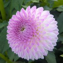 Load image into Gallery viewer, Westerton Ella Grace Dahlia Tuber - WEGR (LIMIT 1)
