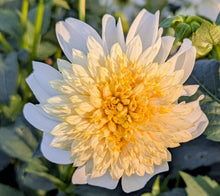 Load image into Gallery viewer, Platinum Blonde Dahlia Tuber - PLBL (5 Pack)

