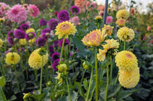Load image into Gallery viewer, Ferncliff Fiesta Dahlia Tuber - FCFI
