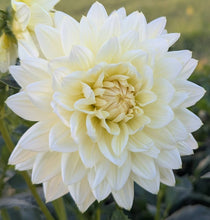 Load image into Gallery viewer, Sandia Showboat Dahlia Tuber - SNDSHB
