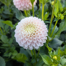 Load image into Gallery viewer, Camano Zoe Dahlia Tuber - CMNZO
