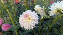Load image into Gallery viewer, KA Champagne Dahlia Tuber - KACHM
