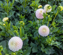 Load image into Gallery viewer, Camano Zoe Dahlia Tuber - CMNZO
