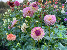 Load image into Gallery viewer, Hapet Pearl Dahlia Tuber - HPTPL
