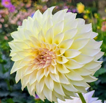 Load image into Gallery viewer, KA Champagne Dahlia Tuber - KACHM
