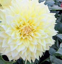Load image into Gallery viewer, Westerton Lillian Dahlia Tuber - WSTLL
