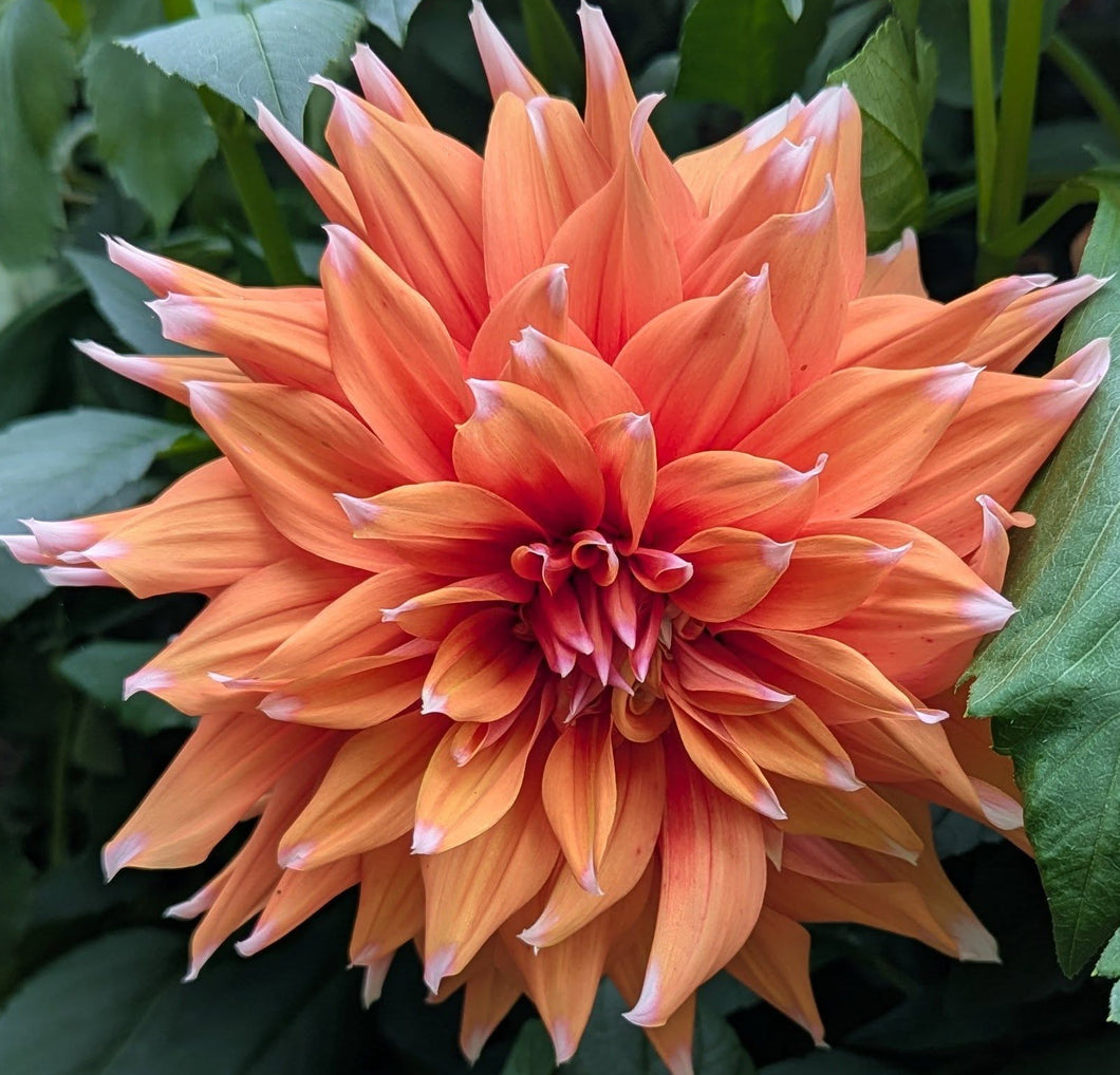 Color Spectacle Dahlia Tuber - CLSP – Deva's Gardens