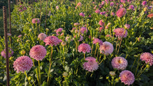 Load image into Gallery viewer, Clearview Peachy Dahlia Tuber - CLVP
